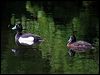tufted_duck_51162