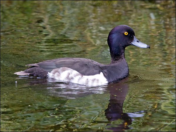 Tufted Duck tufted_duck_144600.psd