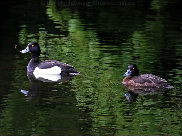 Tufted Duck tufted_duck_51162.psd