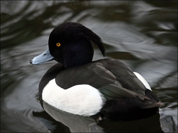 Tufted Duck tufted_duck_83834.psd