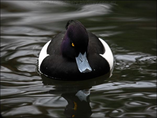 Tufted Duck tufted_duck_83840.psd