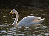 Click here to enter gallery and see photos of Whooper Swan
