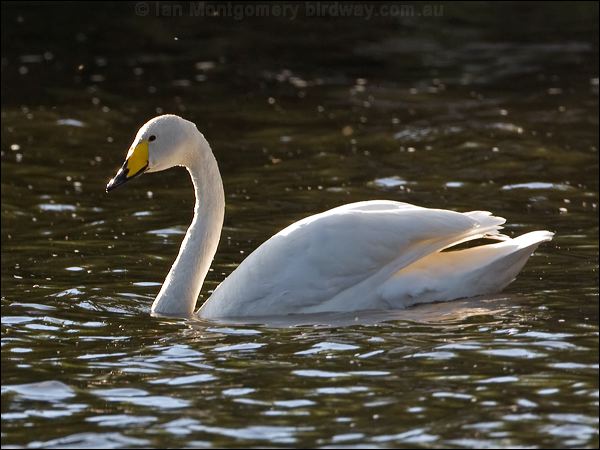 Whooper Swan whooper_swan_143488.psd
