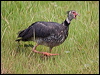 Click here to enter gallery and see photos of Southern Screamer