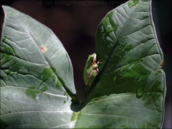 Eastern Dwarf Tree Frog east_dwarf_treefrog_05380.psd