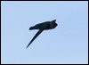 Click here to enter gallery and see photos of Black-nest Swiftlet