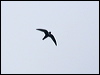Click here to enter gallery and see photos of White-collared Swift