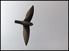 Click here to enter gallery and see photos of Australian Swiftlet