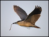 Click here to enter gallery and see photos of Black-crowned Night Heron