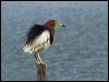 Click here to enter gallery and see photos of Chinese Pond Heron