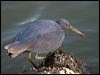 Click here to enter gallery and see photos of Eastern (Pacific) Reef Egret