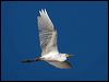Click here to enter gallery and see photos of Intermediate Egret