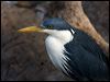 Click here to enter gallery and see photos of Pied Heron