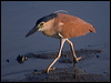 Click here to enter gallery and see photos of Rufous/Nankeen Night Heron
