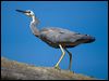 Click here to enter gallery and see photos of White-faced Heron
