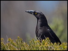 Click here to enter gallery and see photos/pictures/images of gallery and see photos/pictures/images of Black Currawong