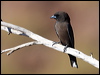 Click here to enter gallery and see photos/pictures/images of Little Woodswallow