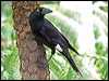 pied_currawong_03051