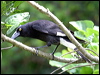 pied_currawong_03055