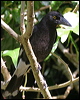 pied_currawong_18820
