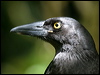 pied_currawong_18840