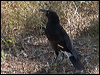 pied_currawong_189399