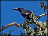 pied_currawong_189411