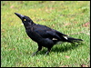 pied_currawong_30031