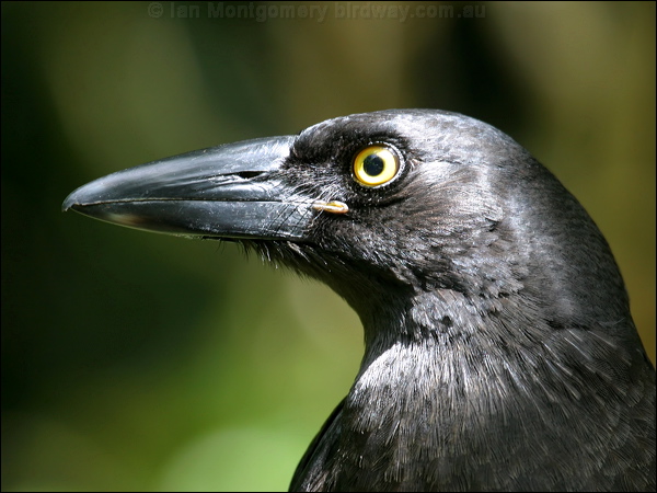 Pied Currawong pied_currawong_18840.psd