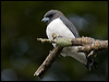 Click here to enter gallery and see photos/pictures/images of White-breasted Woodswallow