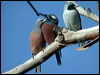 two_woodswallows_10771