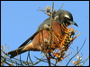 wh_brow_woodswallow_17825
