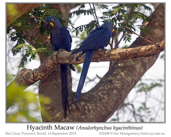 Photo of Hyacinth Macaw hyacinth_macaw_202408_pp