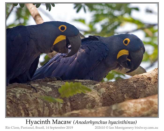 Photo of Hyacinth Macaw hyacinth_macaw_202410_pp