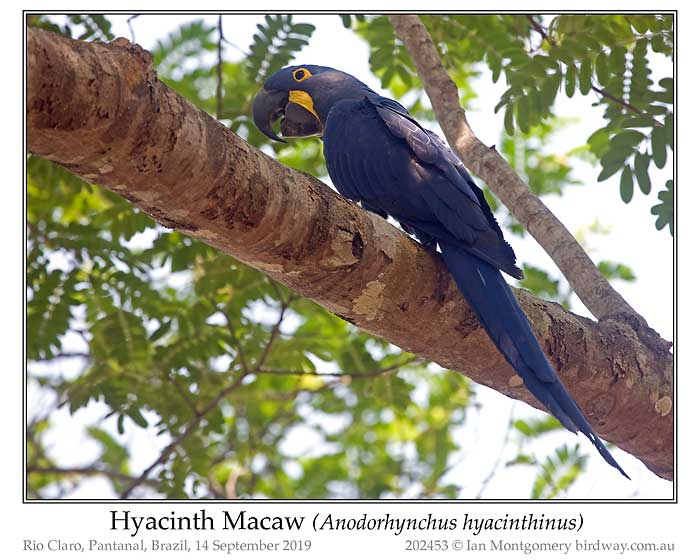 Photo of Hyacinth Macaw hyacinth_macaw_202453_pp