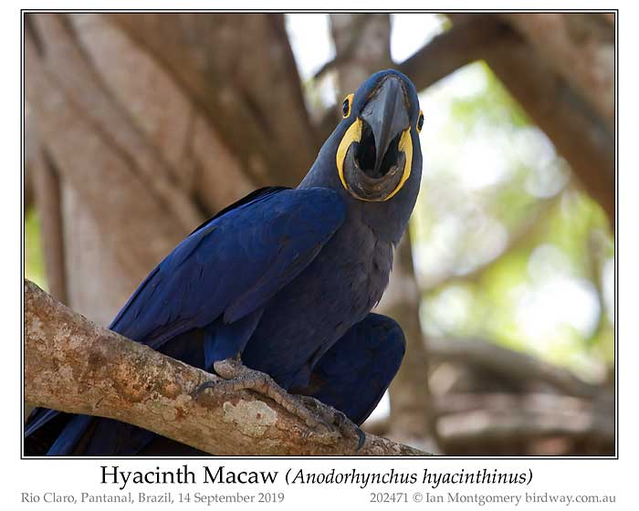 Photo of Hyacinth Macaw hyacinth_macaw_202471_pp