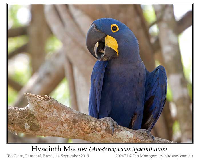 Photo of Hyacinth Macaw hyacinth_macaw_202473_pp