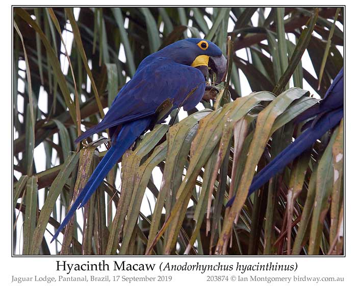 Photo of Hyacinth Macaw hyacinth_macaw_203874_pp