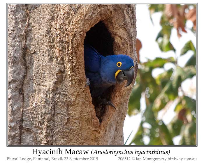 Photo of Hyacinth Macaw hyacinth_macaw_206512_pp