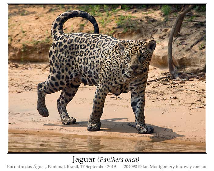 Photo of Jaguar jaguar_204090-pp