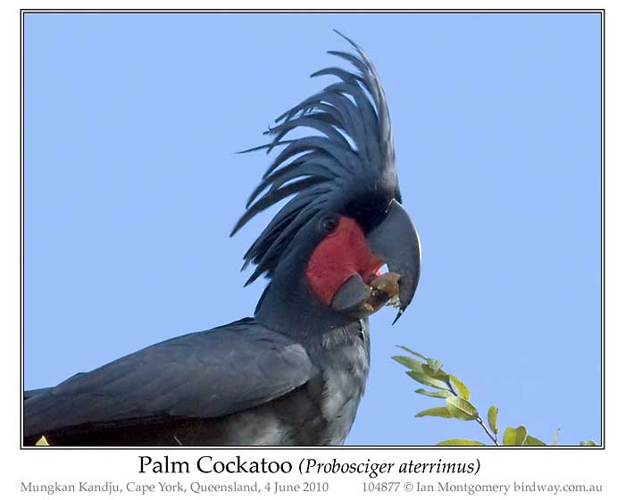 Photo of Palm Cockatoo palm_cockatoo_104877-pp