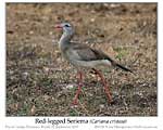 Click here to view Bird of the Week #599 Red-legged Seriema 19 March 2020