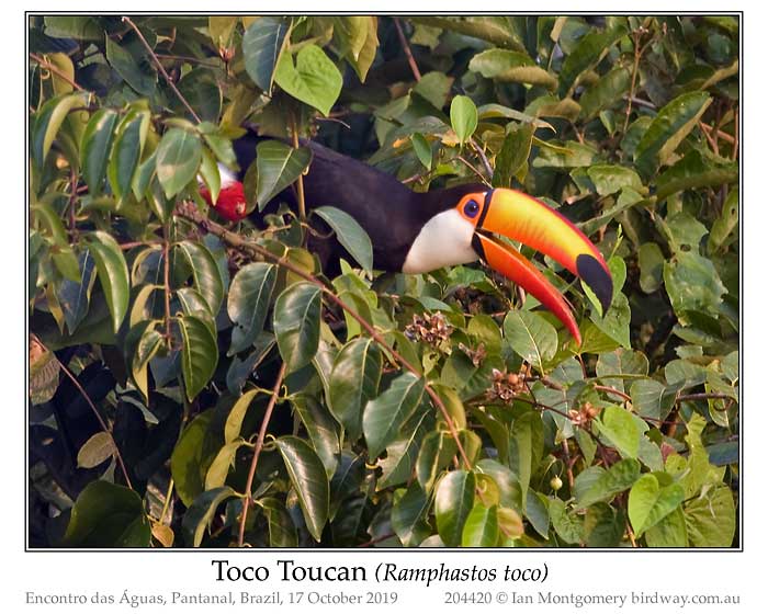Photo of Toco Toucan toco_toucan_204420_pp