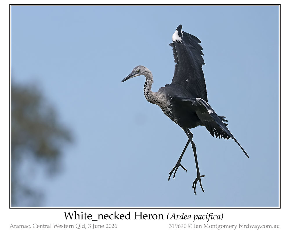 Photo of White-necked Heron white_necked_heron_319690