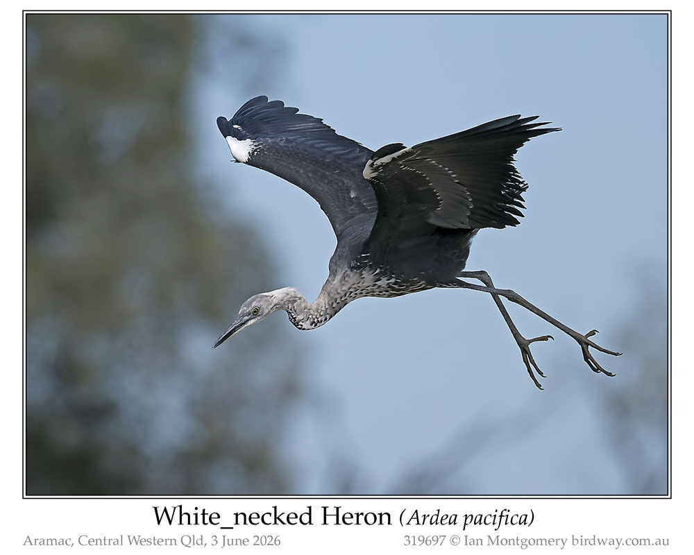 Photo of White-necked Heron white_necked_heron_319697