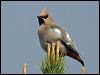 Click here to enter gallery and see photos/pictures/images of Bohemian Waxwing