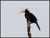 Click here to enter gallery and see photos/pictures/images of Black Hornbill