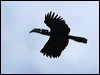 Click here to enter gallery and see photos/pictures/images of Bushy-crested Hornbill