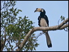 Click here to enter gallery and see photos/pictures/images of Oriental Pied Hornbill