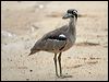 Click here to enter gallery and see photos of Beach Stone-Curlew